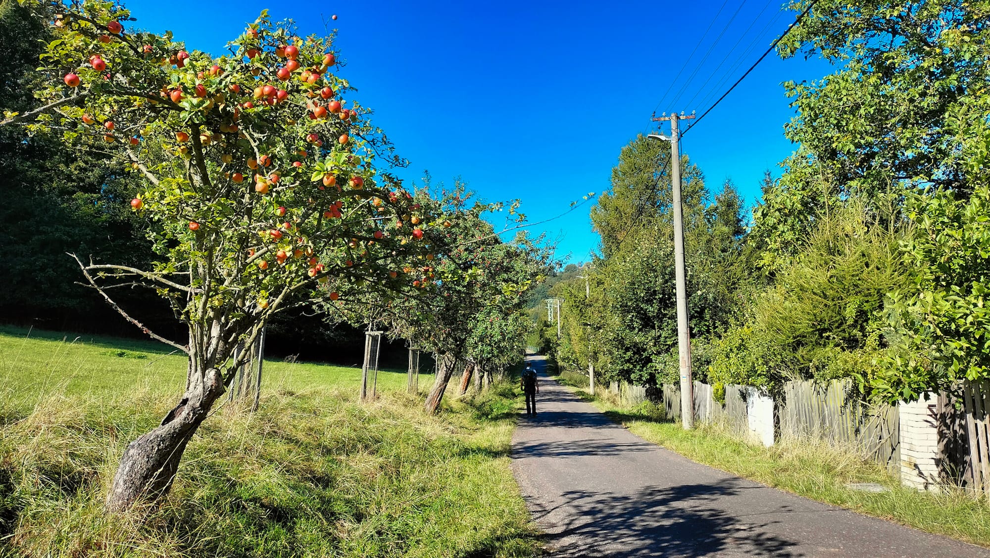 Eine kleine schmale Dorfstraße in Böhmen, links gesäumt mit Apfelbäumen.